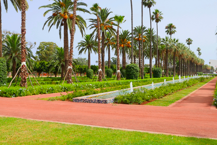 🌳 Quand les villes marocaines cherchent à respirer : arbres, parcs et toits verts
