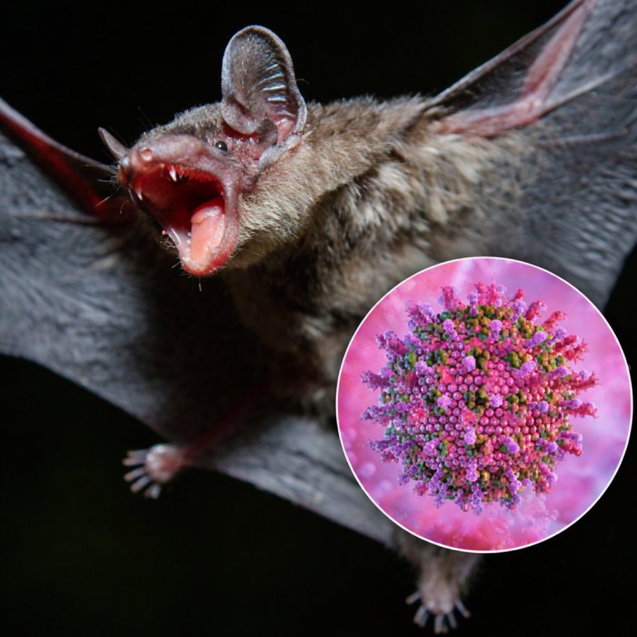 Virus Nipah en Inde : ce que l’on sait réellement du foyer signalé