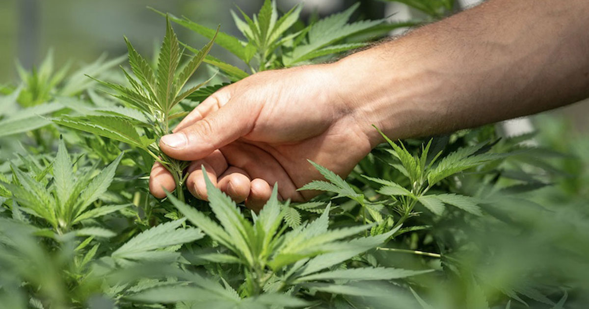 Le cannabis médical : un levier pour l'économie marocaine